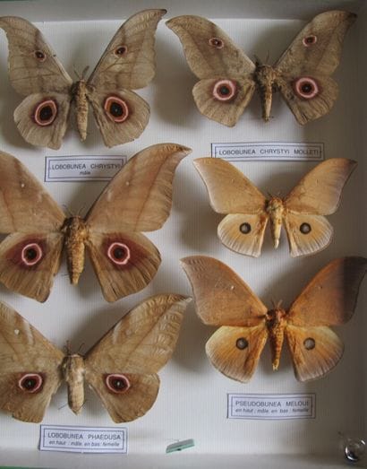 Large glass entomological box containing...