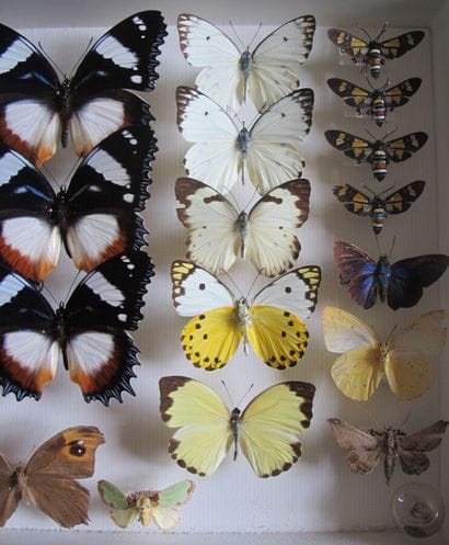 Glass entomological box containing 26 specimens...