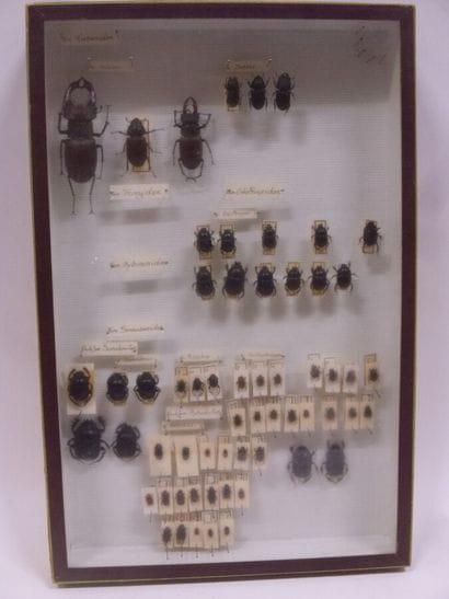 Boîte entomologique vitrée comprenant 46...