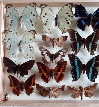 Boîte entomologique vitrée comprenant 18...