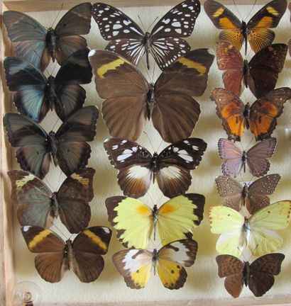 Boîte entomologique vitrée comprenant 29...