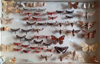 Entomological glass box with more than 60...