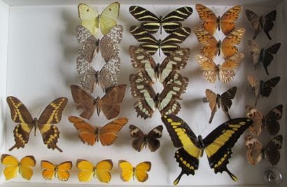 Boîte entomologique vitrée comprenant 25...