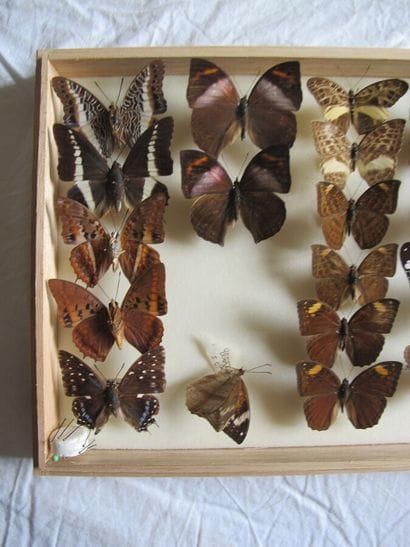 Glass entomological box containing 23 specimens...