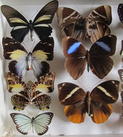 Entomological glass box containing 17 specimens...