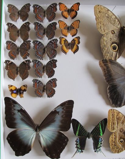 Grande boîte entomologique vitrée comprenant...