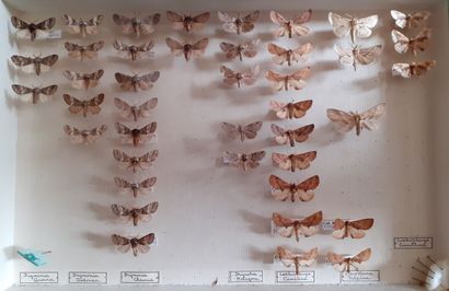 Boîte entomologique vitrée comprenant 41...
