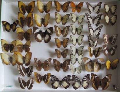Large glass entomological box containing...