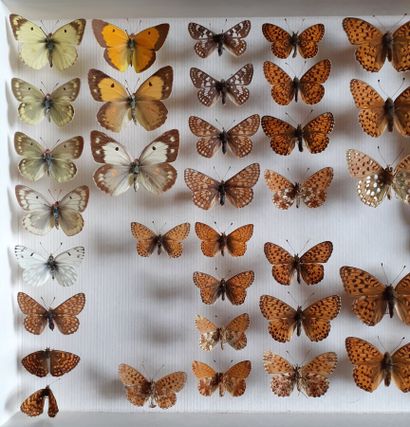 Boîte entomologique vitrée comprenant 44...