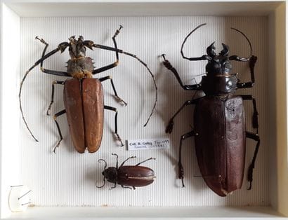 Glass entomological box containing 3 exotic...