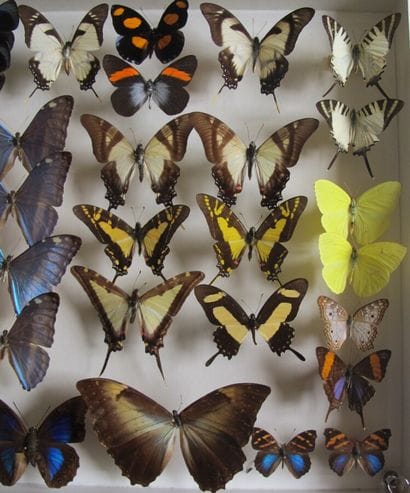 Large glass entomological box containing...