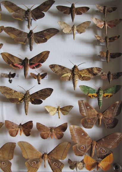 Large glass entomological box with more than...