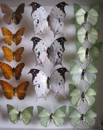 Glass entomological box containing 26 specimens...