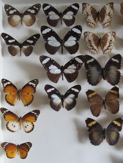 Grande boîte entomologique vitrée comprenant...