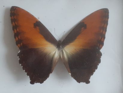 Glass frame containing 1 specimen of the...