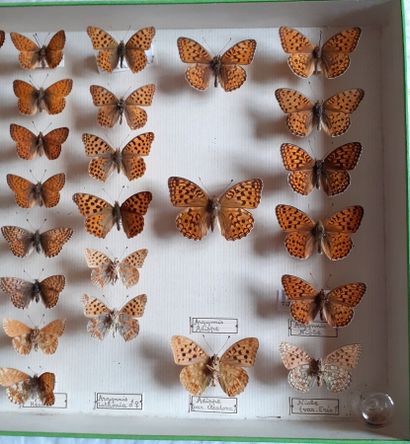 Boîte entomologique vitrée comprenant 45...