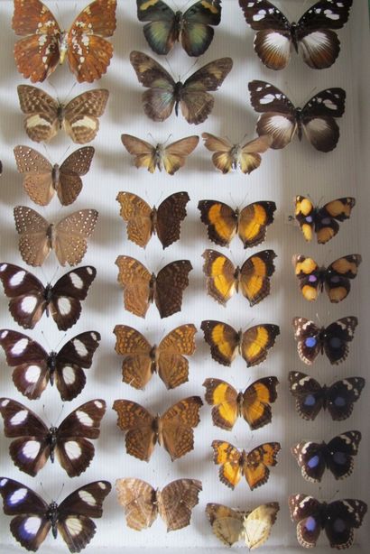 Grande boîte entomologique vitrée comprenant...