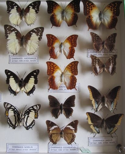 Large glass entomological box containing...