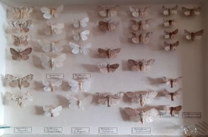 Glass entomological box containing 37 specimens...