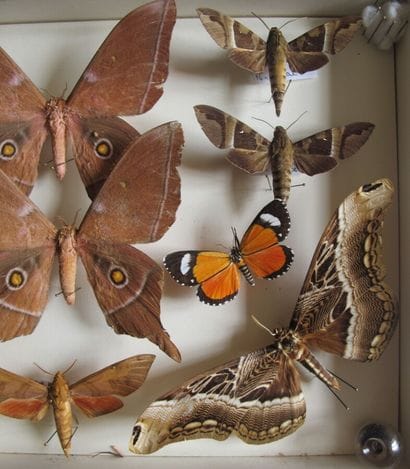 Glass entomological box containing 13 specimens...