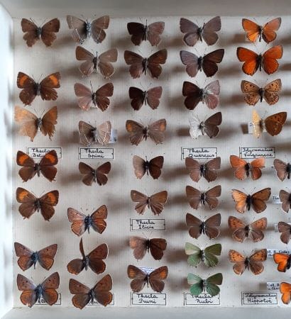 Entomological glass box containing 73 specimens...