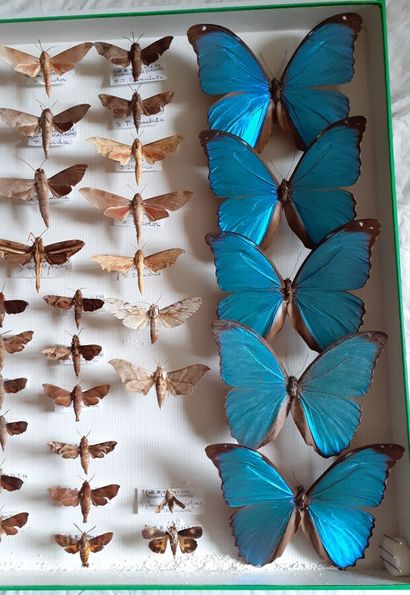 Grande boîte entomologique vitrée comprenant...