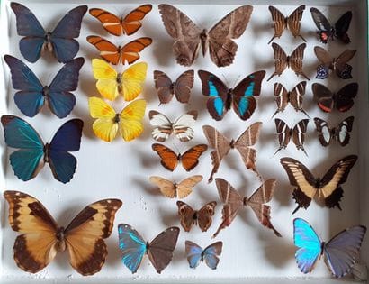 Large glass entomological box containing...
