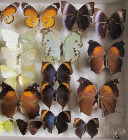 Boîte entomologique vitrée comprenant 27...