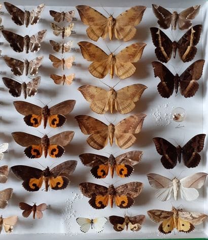 Grande boîte entomologique vitrée comprenant...