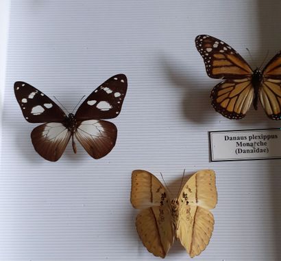 Boîte entomologique vitrée comprenant 5 spécimens...