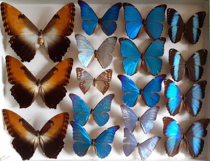 Grande boîte entomologique vitrée comprenant...