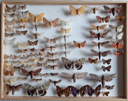 Grande boîte entomologique vitrée comprenant...