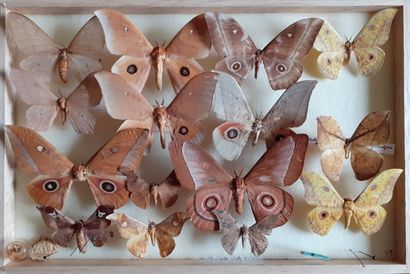 Glass entomological box containing 15 specimens...