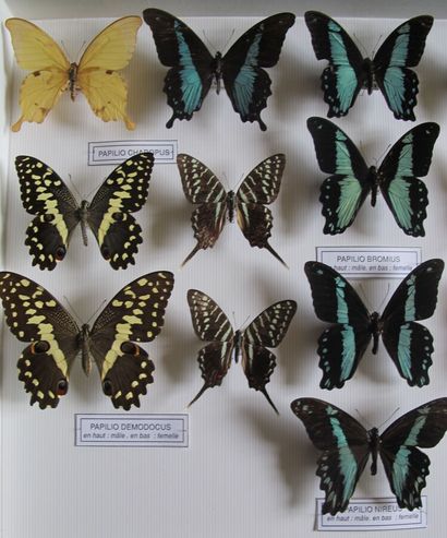 Grande boîte entomologique vitrée comprenant...