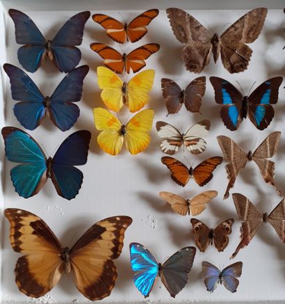 Large glass entomological box containing...