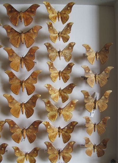 Large glass entomological box with more than...