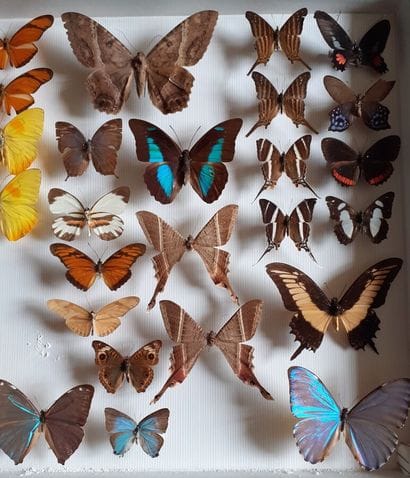 Large glass entomological box containing...
