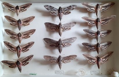 Boîte entomologique vitrée comprenant 14...