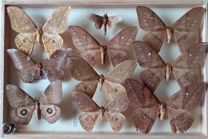 Boîte entomologique vitrée comprenant 10...