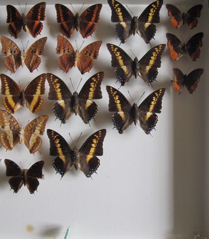 Grande boîte entomologique vitrée comprenant...