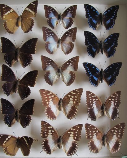 Large glass entomological box containing...