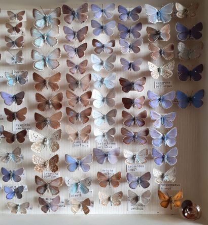 Boîte entomologique vitrée comprenant plus...