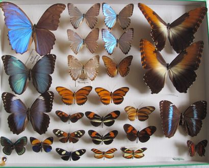 Grande boîte entomologique vitrée comprenant...