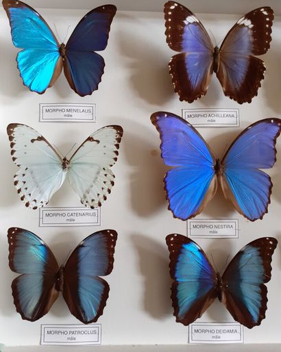 Grande boîte entomologique vitrée comprenant...