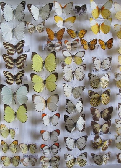 Large glass entomological box with more than...