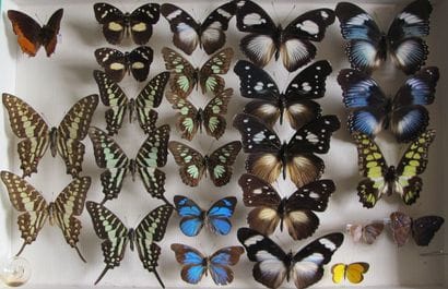Glass entomological box containing 25 specimens...