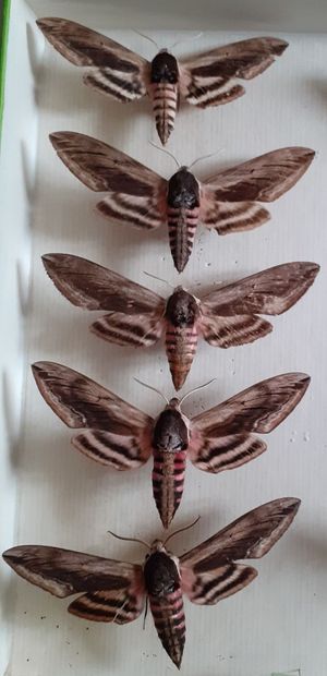 Boîte entomologique vitrée comprenant 14...