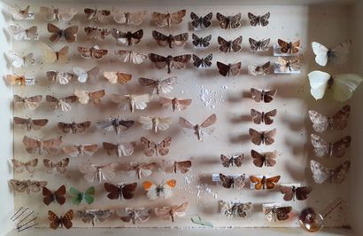 Boîte entomologique vitrée comprenant plus...