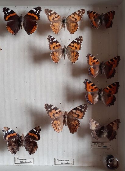 Boîte entomologique vitrée comprenant 18...