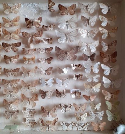 Boîte entomologique vitrée comprenant plus...